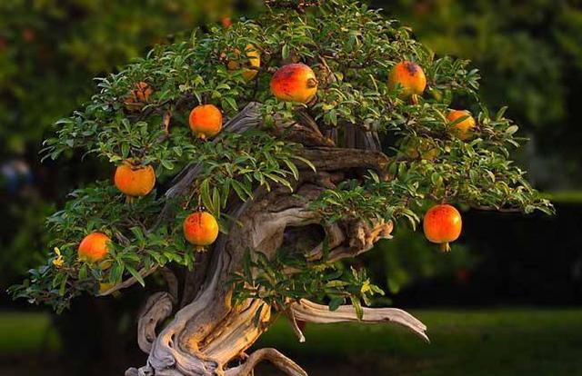 石榴核怎样种,石榴的果核可以种吗