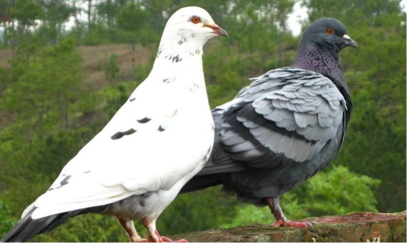 波治先生?吉诺.克里克,中距离赛事专家