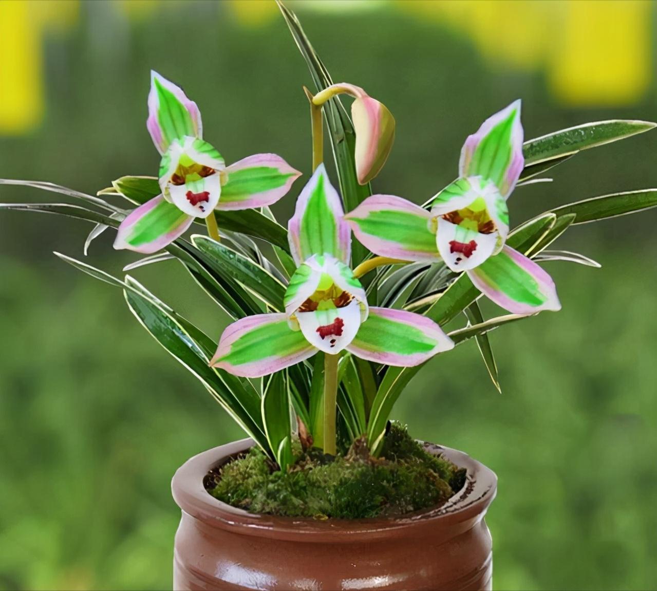 浓香型四季兰四季都能四季开花吗,四季兰里的直立叶带金边