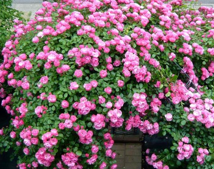 适合院子有藤的花,适合做花墙的藤本月季推荐