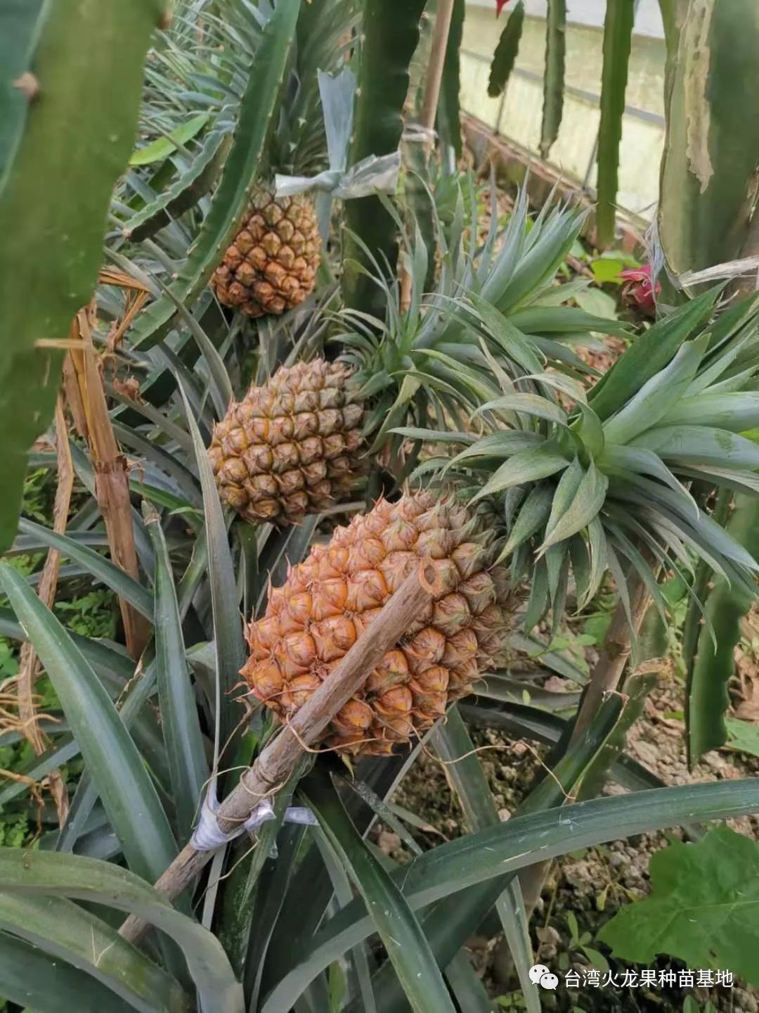 大棚种植火龙果套种花,记录北方大棚种植火龙果