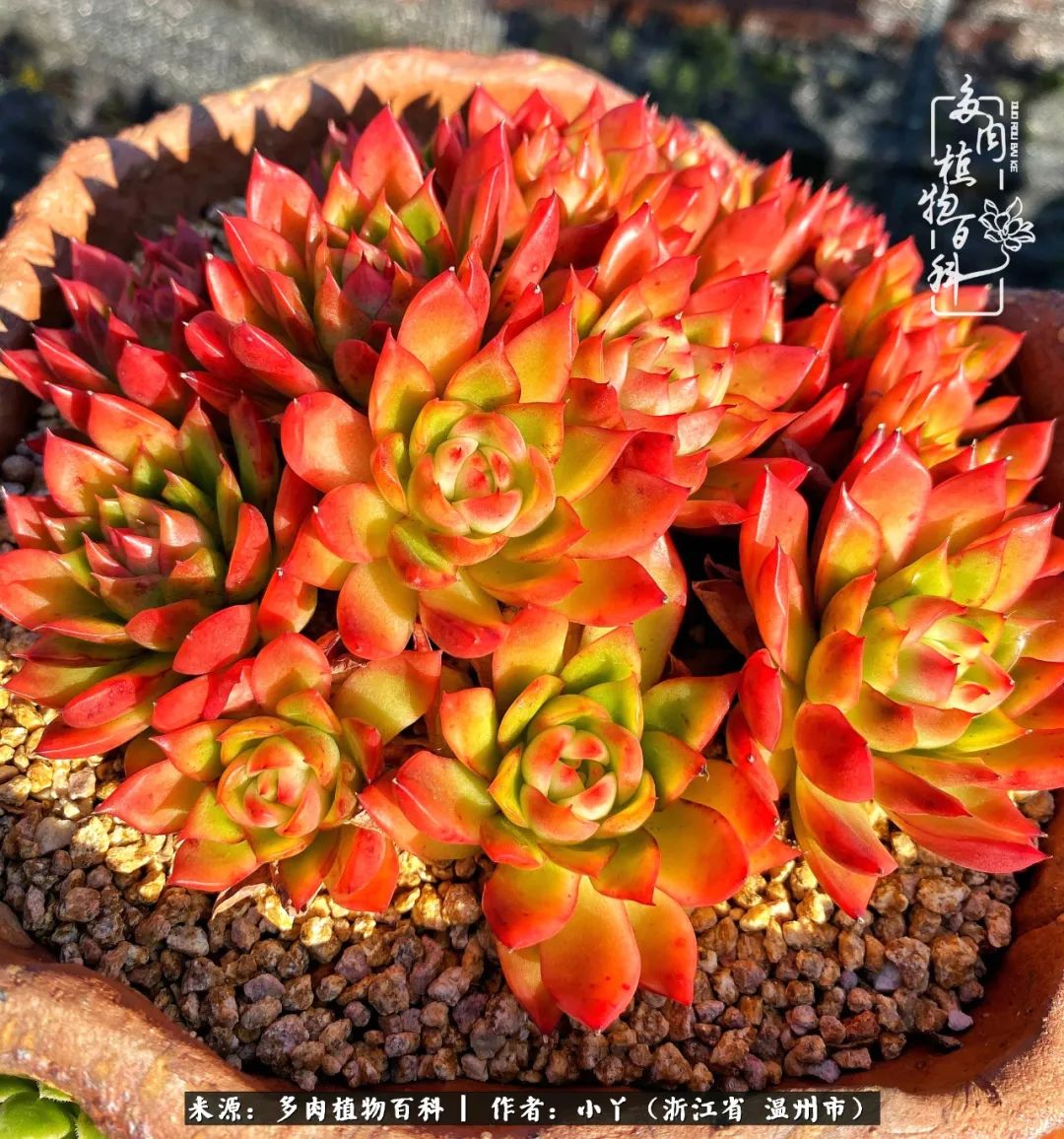 祖上无院家里无矿,一腔浪漫情怀付诸楼顶造花