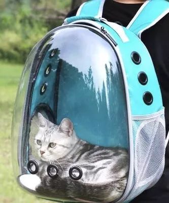 猫咪中暑四大症状预防中暑小妙招,夏天热怎么防止猫咪中暑