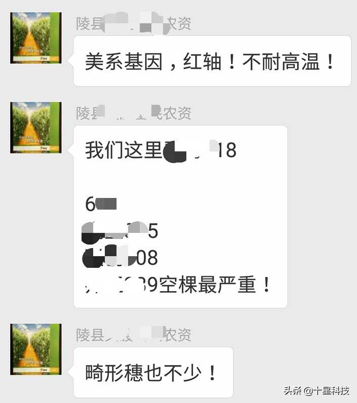 玉米不一样的品种可以混播吗,玉米混播高产吗