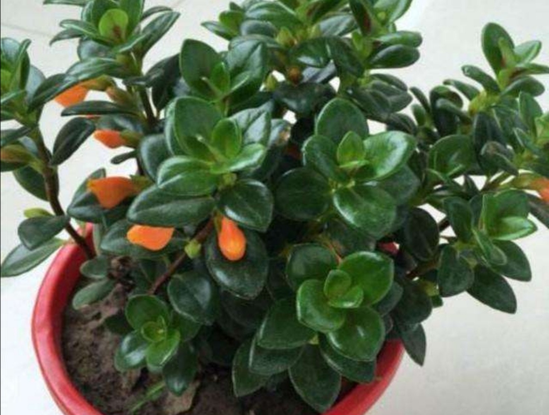 金鱼吊兰怎么养才会开花最快,室外盆栽四季开花好养活的吊兰花