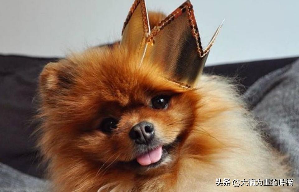 博美犬最怕三种东西,博美这几个部位不能打