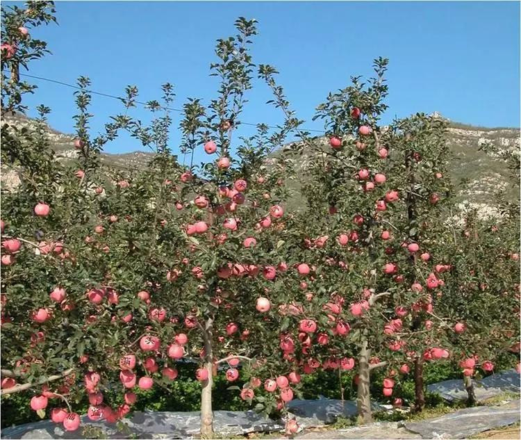李遂祥苹果树冬季修剪技术,苹果树修剪技术视频全集播放
