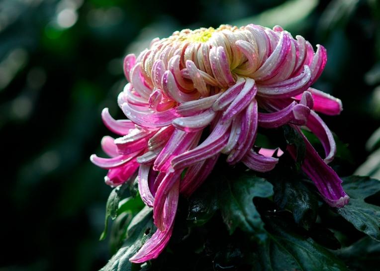 黄花不负秋上联,黄花不负秋立冬有收获