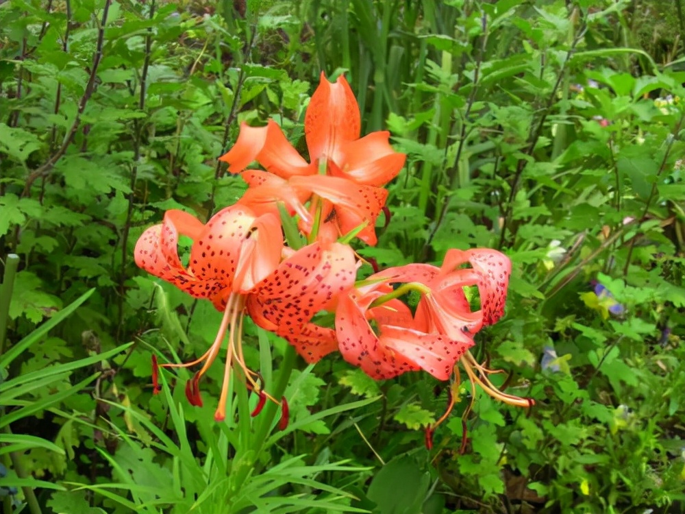 人养花花养人下句,什么花好养活又好看还可以吃的