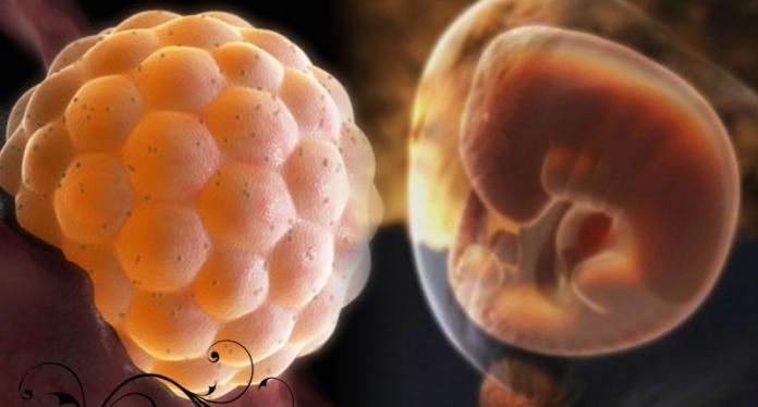 怀孕的过程精子达到什么样的程度,怀孕精子和卵子如何结合