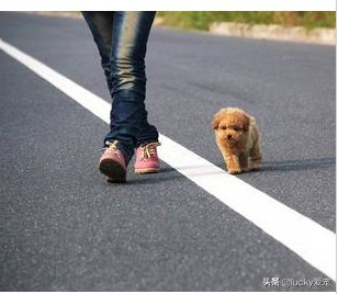 如何选购正宗泰迪犬,怎么买泰迪犬