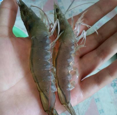 对虾红体红尾主要原因是哪些,白对虾尾尖红什么原因