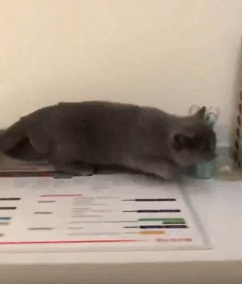 猫咪害怕雷声怎么处理,猫咪为什么怕鞭炮声