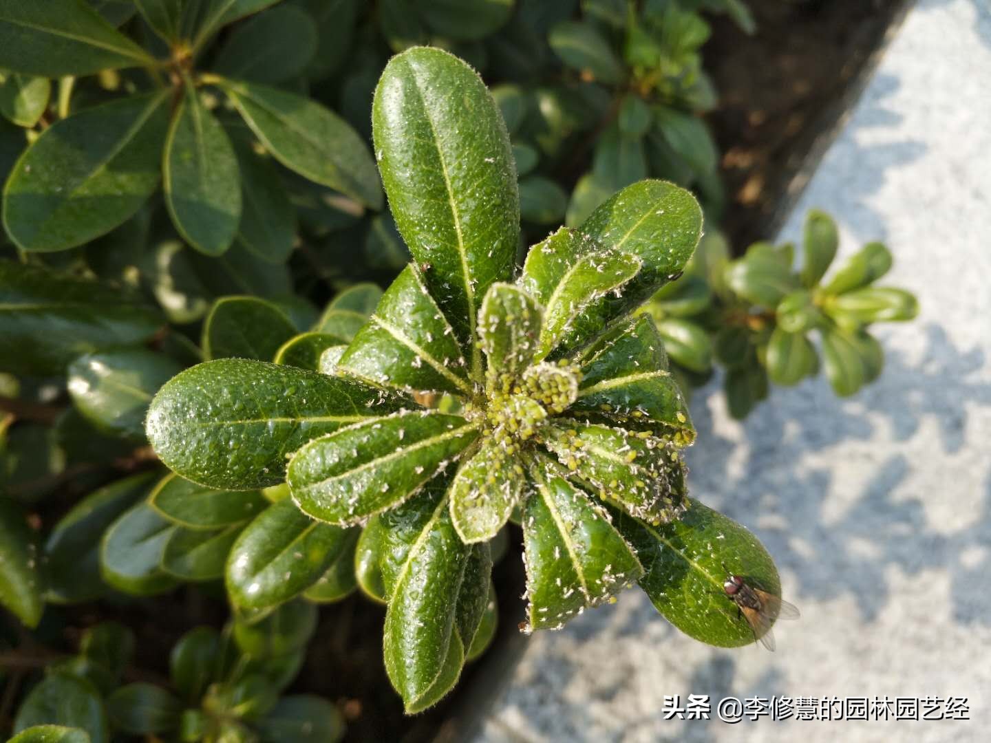 5月份常见植物病虫害,五月份苗木怎样养护与病虫害防治
