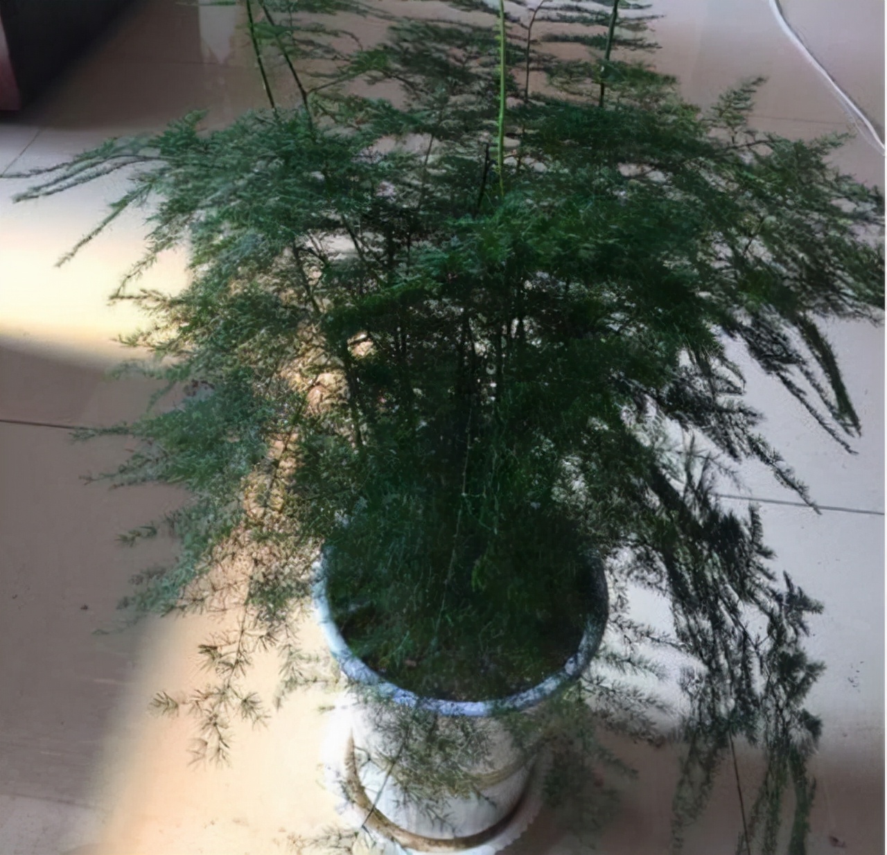 2元100颗的“便宜药”，碾碎兑水浇盆里，养文竹、绿萝超有效