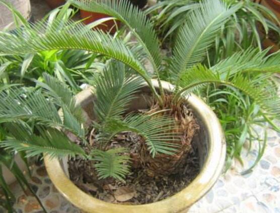 铁树烂根了怎么去处理,铁树烂根的补救方法