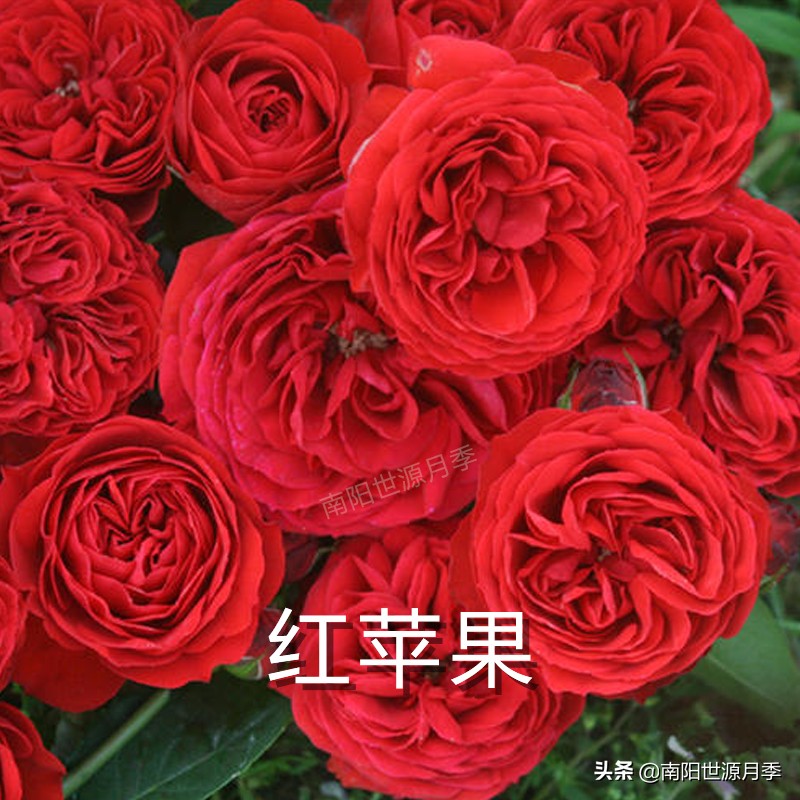 送你100朵玫瑰花,玫瑰花送谁都浪漫唯独送你不一样