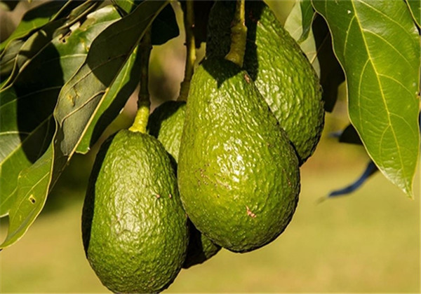 牛油果种植技术与条件图片,牛油果口感水分很大