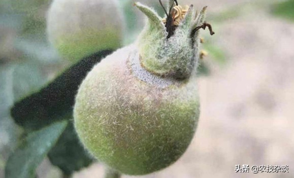 苹果缩果病严重吗,苹果裂果病的发病规律是什么