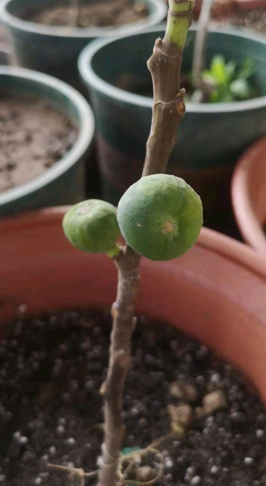 怎样养好无花果,怎样养好盆景无花果