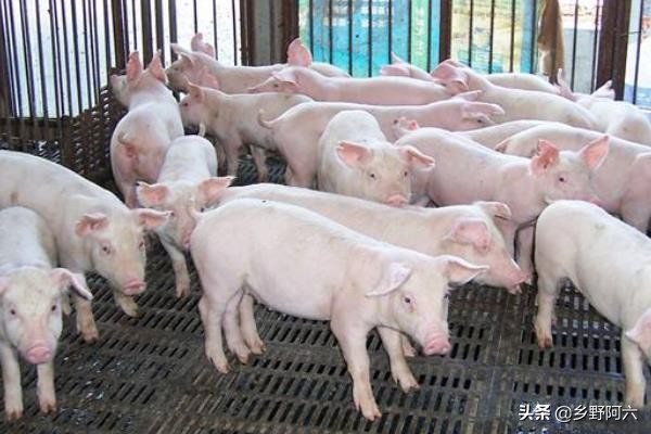 猪催肥最快的偏方,猪催肥剂的最简单快速催肥方法