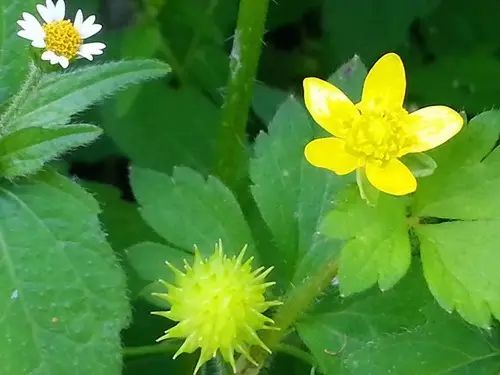 那些常见却叫不上名字的野花野草,常见的野花野草却是农家之宝