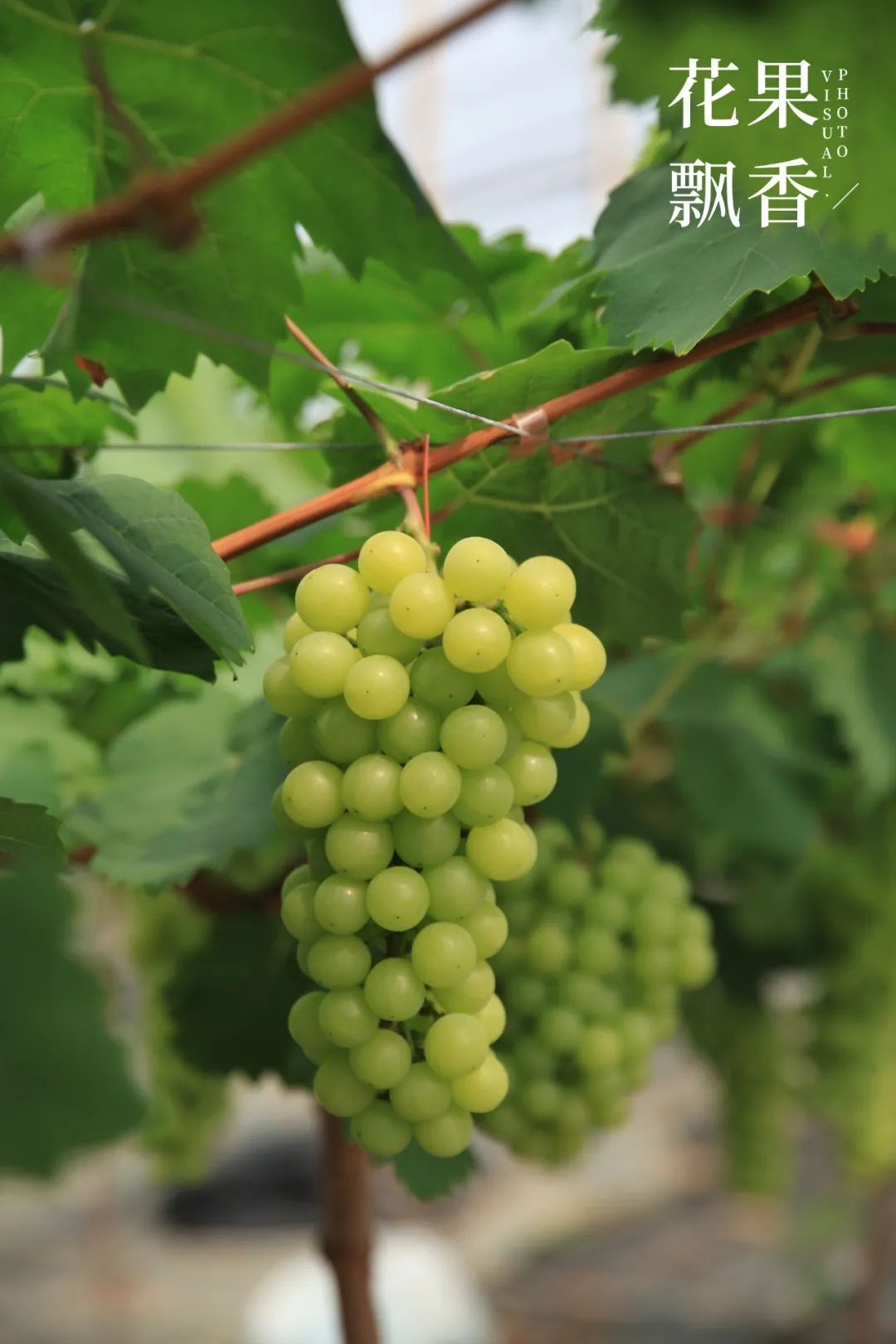 红的发黑的葡萄叫什么,25个早熟新品种葡萄解析