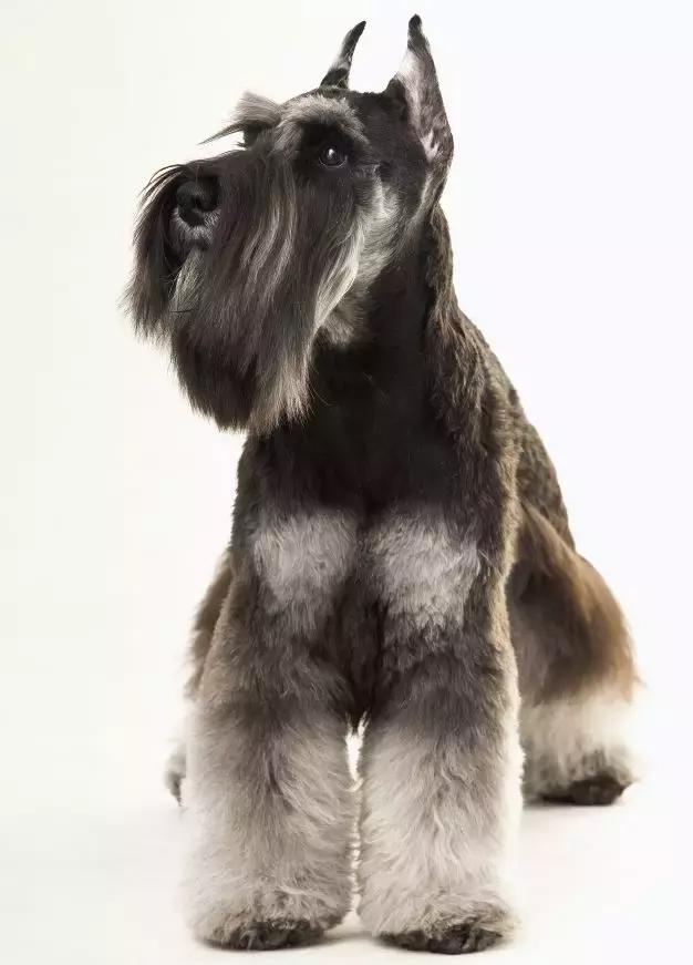 NO.1流行犬种——迷你雪纳瑞你了解多少？