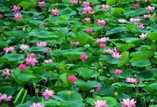 全国十大最佳赏荷好去处,沈阳赏荷花攻略