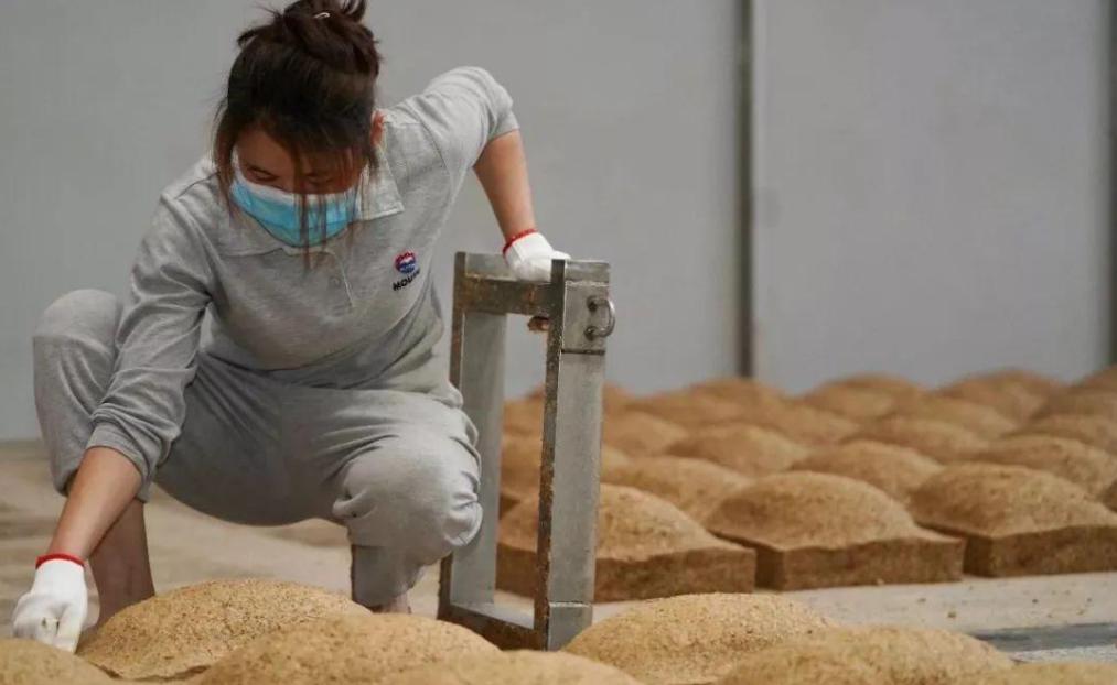 茅台酒踩曲女孩,茅台酒年轻女子踩酒曲