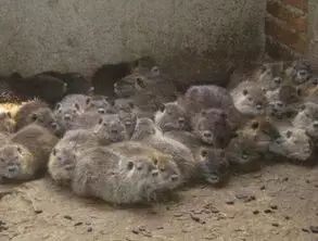 北方农业种植致富项目,农业种植致富项目有什么