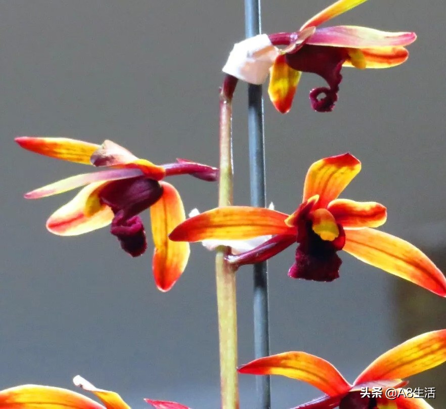 兰花蕙兰绝品传奇,每日一品茶叶