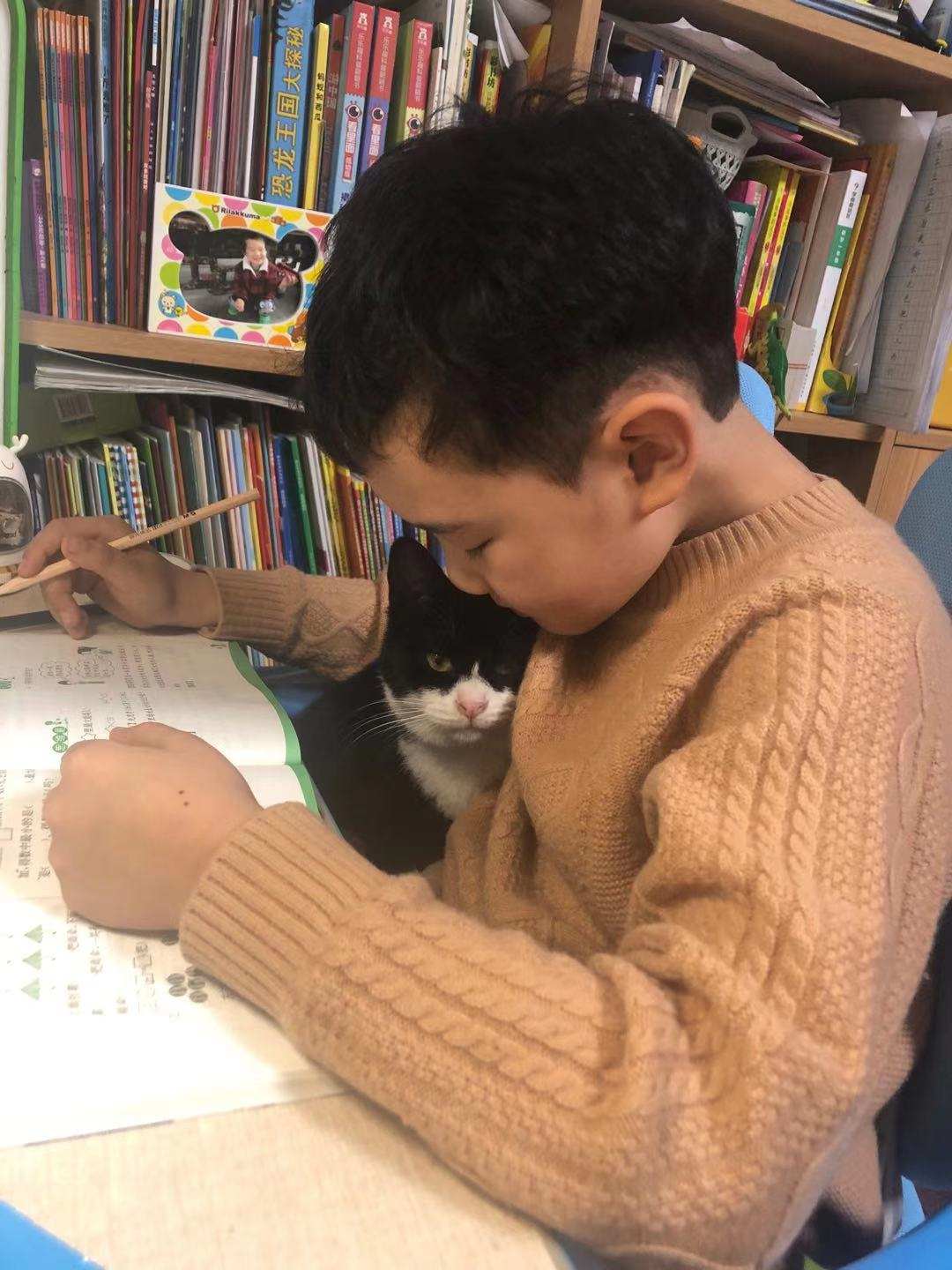 嘉蓝三文鱼猫粮,嘉蓝猫粮和皇家猫粮