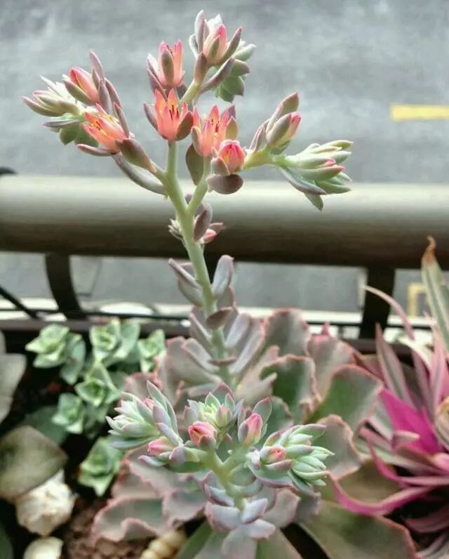 多肉花剑是个宝,多肉花剑可以干什么