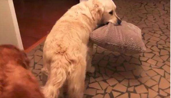 狗狗犯错了骂小狗是对的吗,狗狗犯错了打了它会不会记仇