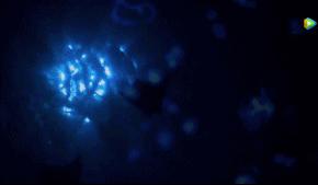 BBC最棒8部纪录片，强烈推荐孩子暑假看