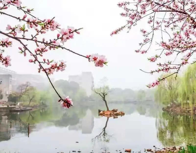 杭州美职学校风景,杭州美丽学校评选