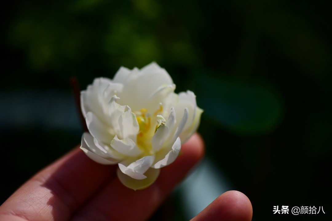 碗莲种藕生长到开花全过程,碗莲种植方法和时间图片