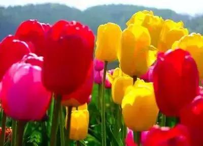 拍摄花的花语,100种摄影基础美学