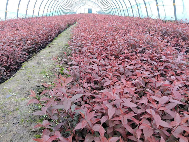 红叶李子树种子育苗方法,红叶李扦插时间和方法