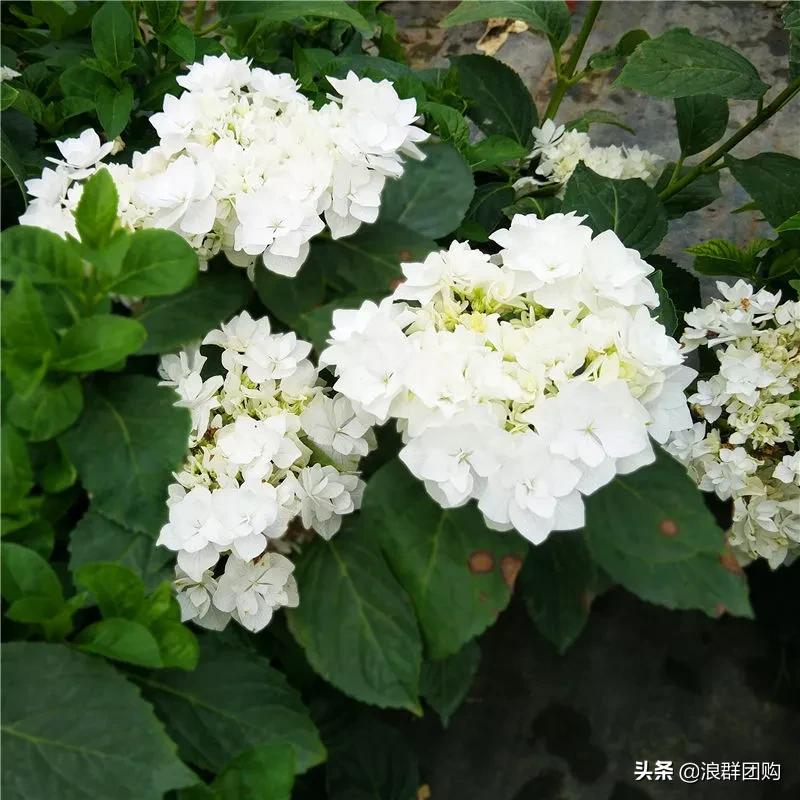 十种好看的绣球,最好看的绣球花视频