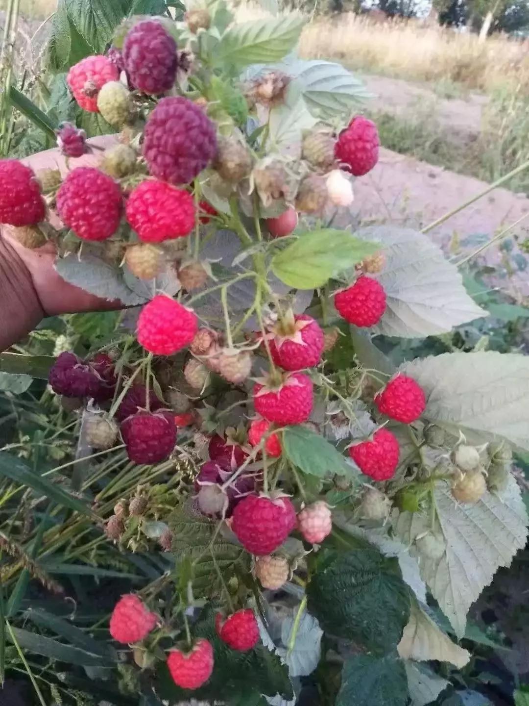 通辽开鲁有什么好的小吃,通辽市开鲁县果树