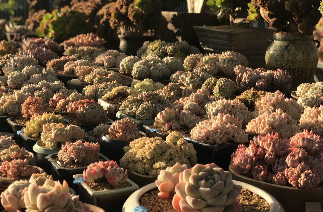 夏天养多肉注意事项,新手夏天养多肉5个保命秘籍