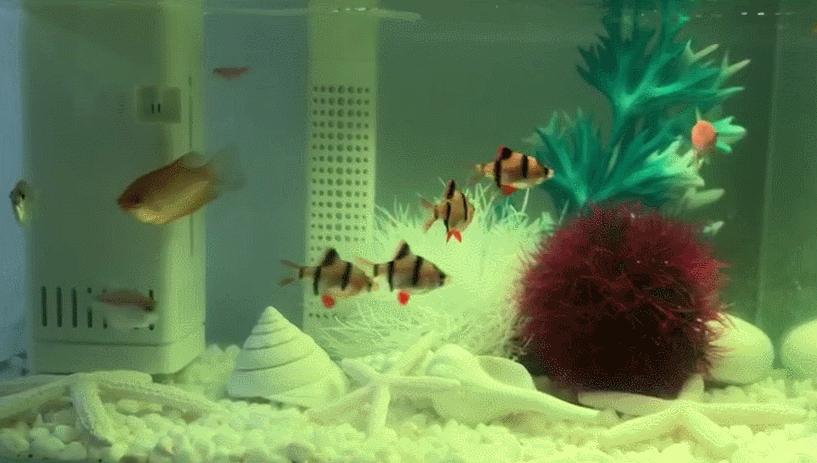 灏忕背鏅鸿兘鎶曞杺楸肩几,灏忕背绫冲鏅鸿兘楸肩几鎬庝箞鎺у埗鐏厜