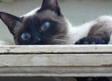 新手养猫可以养暹罗猫吗,养猫新手指南暹罗猫