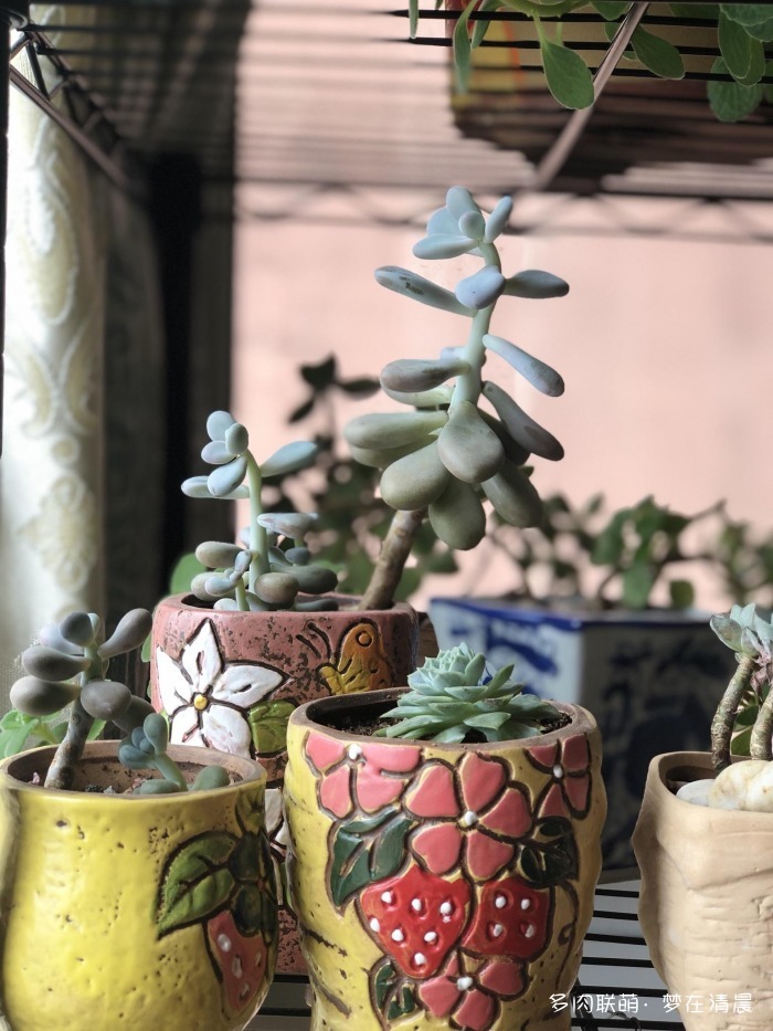 澶忚姳鏈夊摢浜涜姳,澶氳倝鏈夎姳鏈夋灉