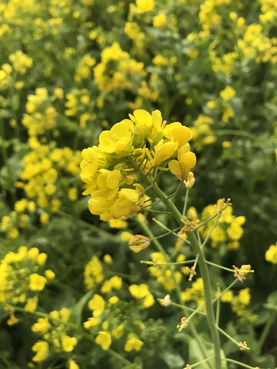 清明踏青好去处邯郸,清明假期旅游必备