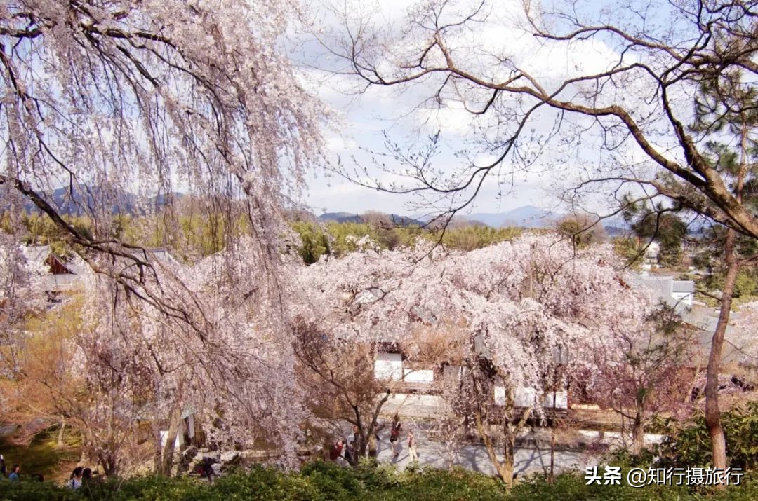 日本樱花季是八月几号,2020年日本樱花花期表