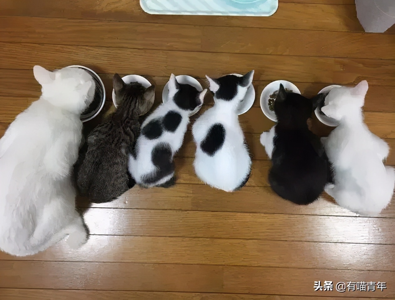 对着猫吹气会怎么样,对着猫吹烟有害吗