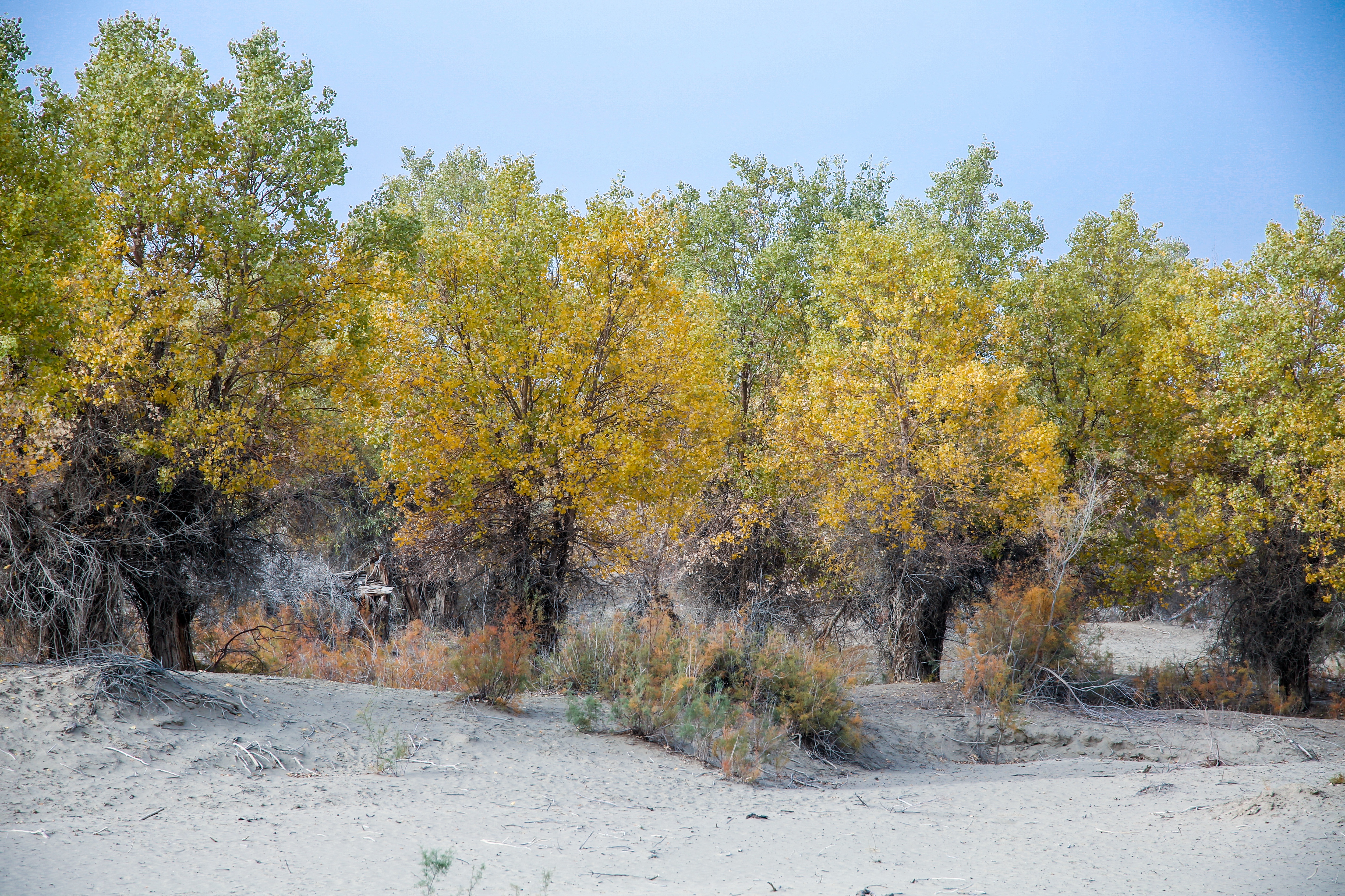 沙雅冬天的胡杨,沙雅胡杨秋天